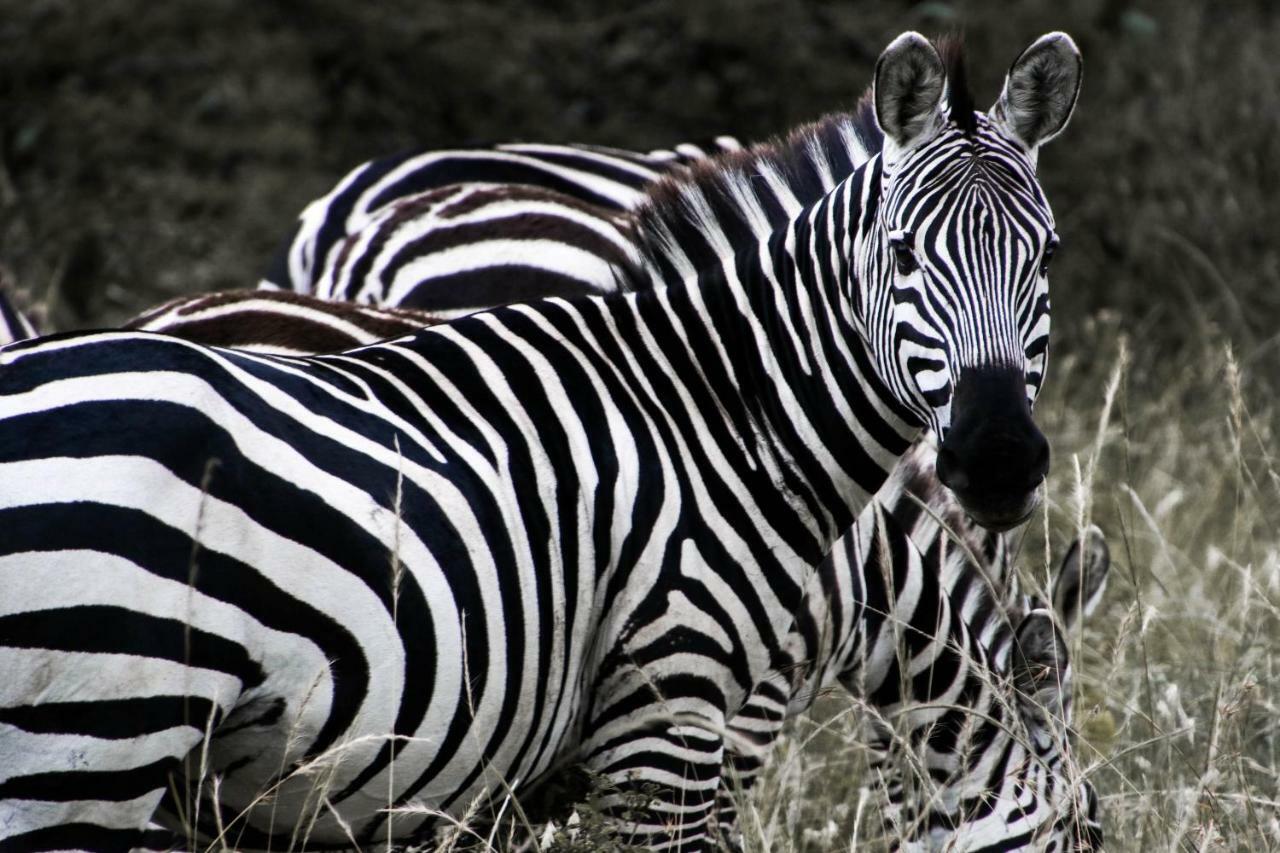Taasa Lodge Serengeti Dış mekan fotoğraf
