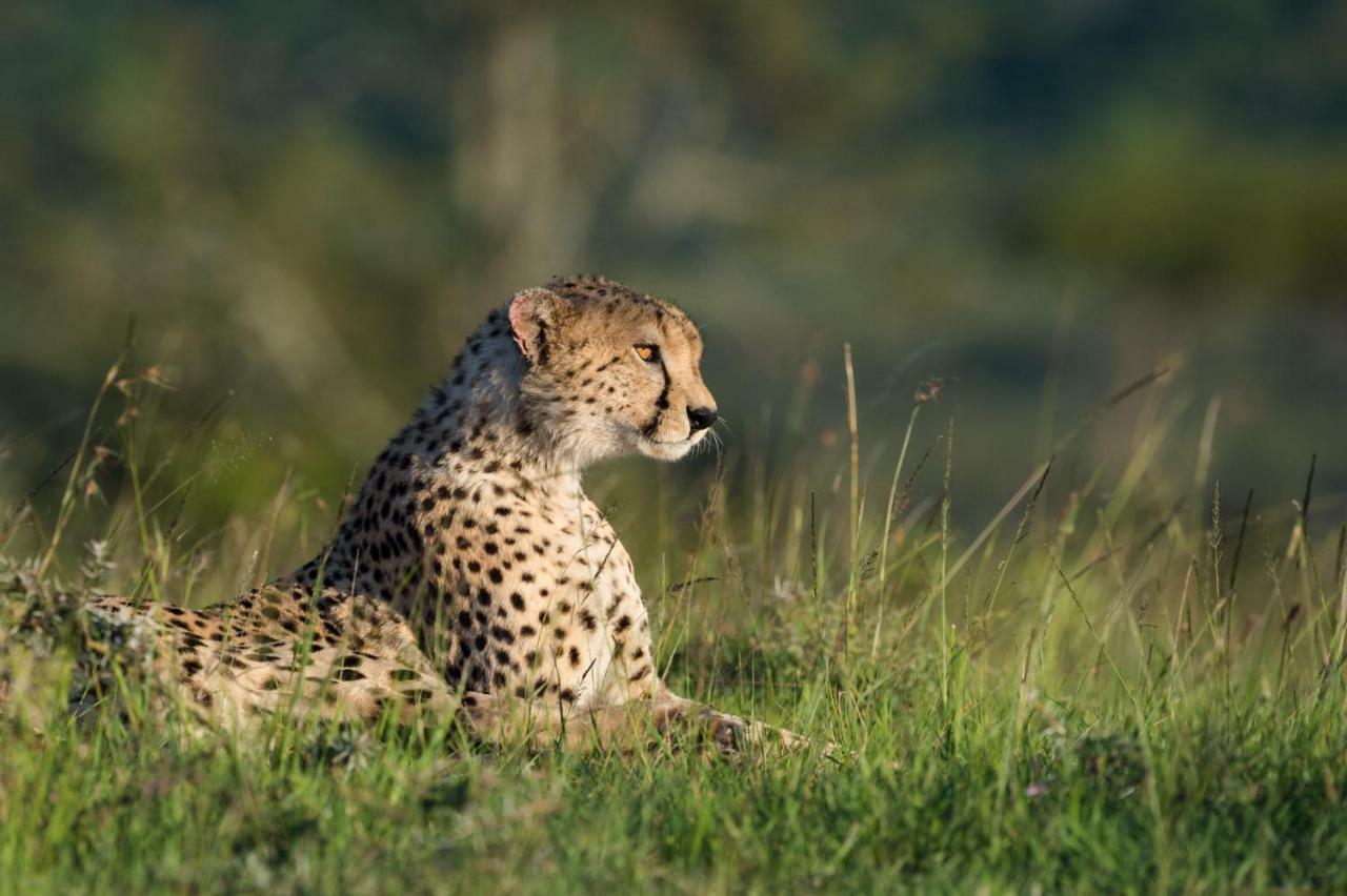 Taasa Lodge Serengeti Dış mekan fotoğraf