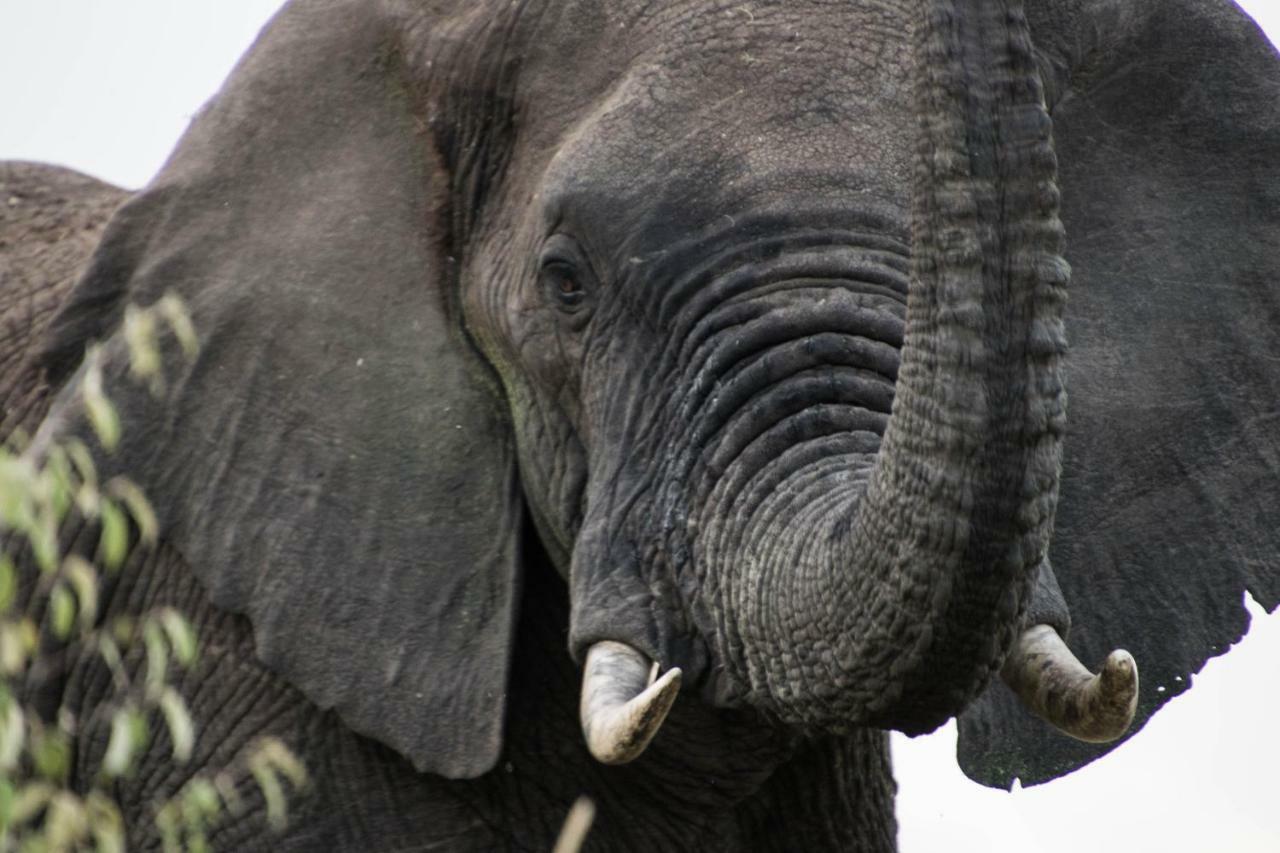 Taasa Lodge Serengeti Dış mekan fotoğraf