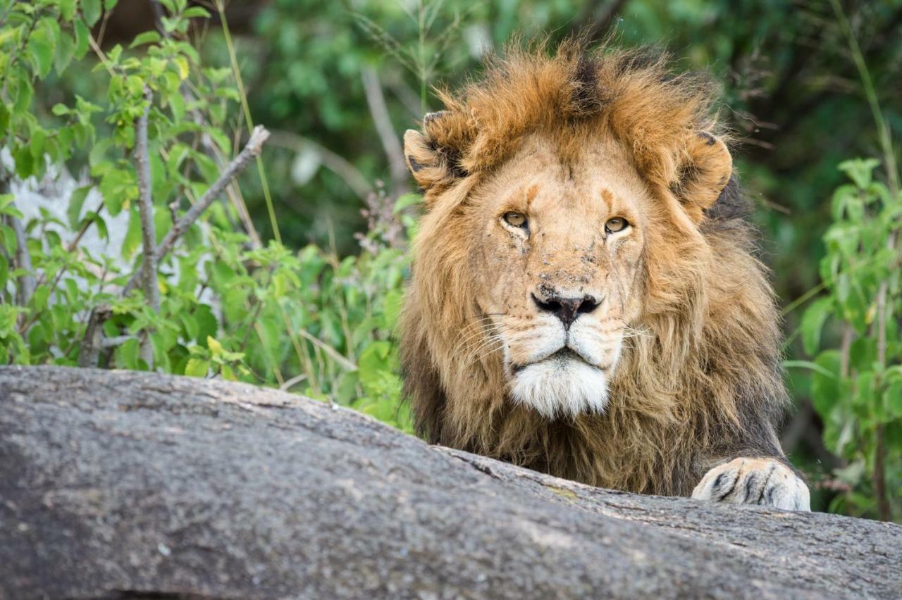 Taasa Lodge Serengeti Dış mekan fotoğraf