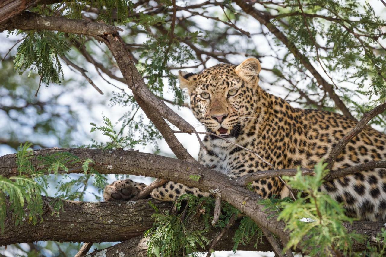 Taasa Lodge Serengeti Dış mekan fotoğraf